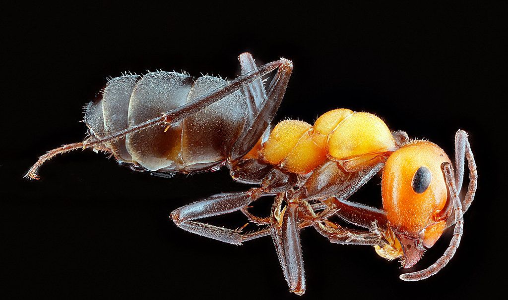 Ant Control service in Hawthorne, CA