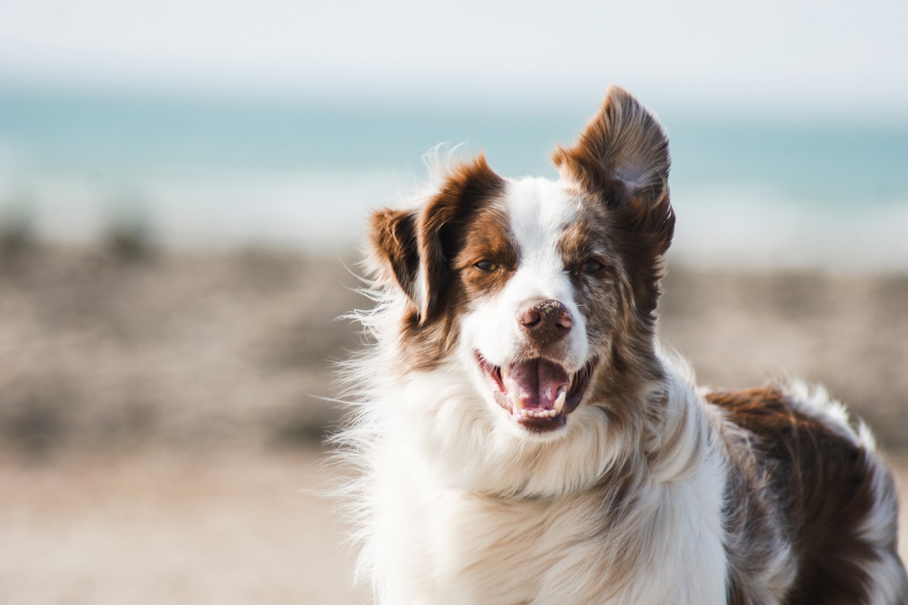 Flea & Tick Control service in Hawthorne, CA