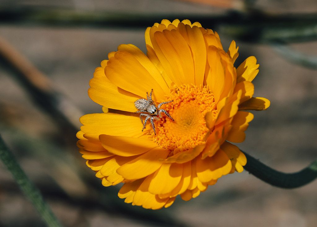 Spider Control service in Hawthorne, CA